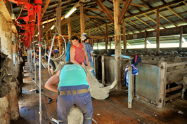 Steam Plains Shearing 022142  © Claire Parks Photography